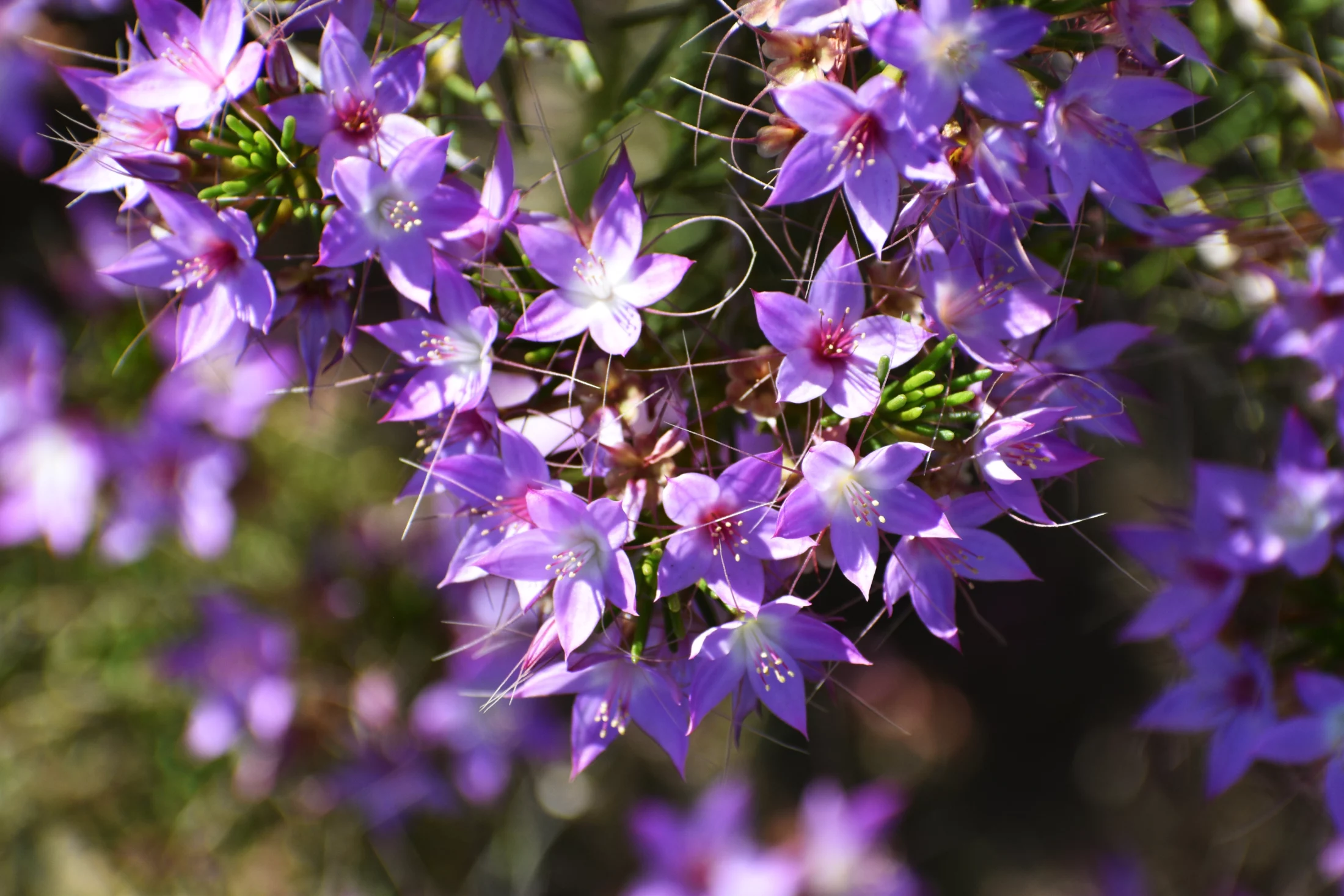 Free Things to Do in Perth: View the wildflowers | Swoosh Finance