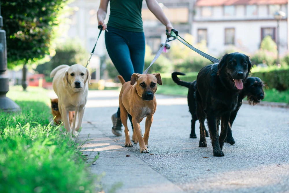 Dog walking to earn more money | Swoosh Finance