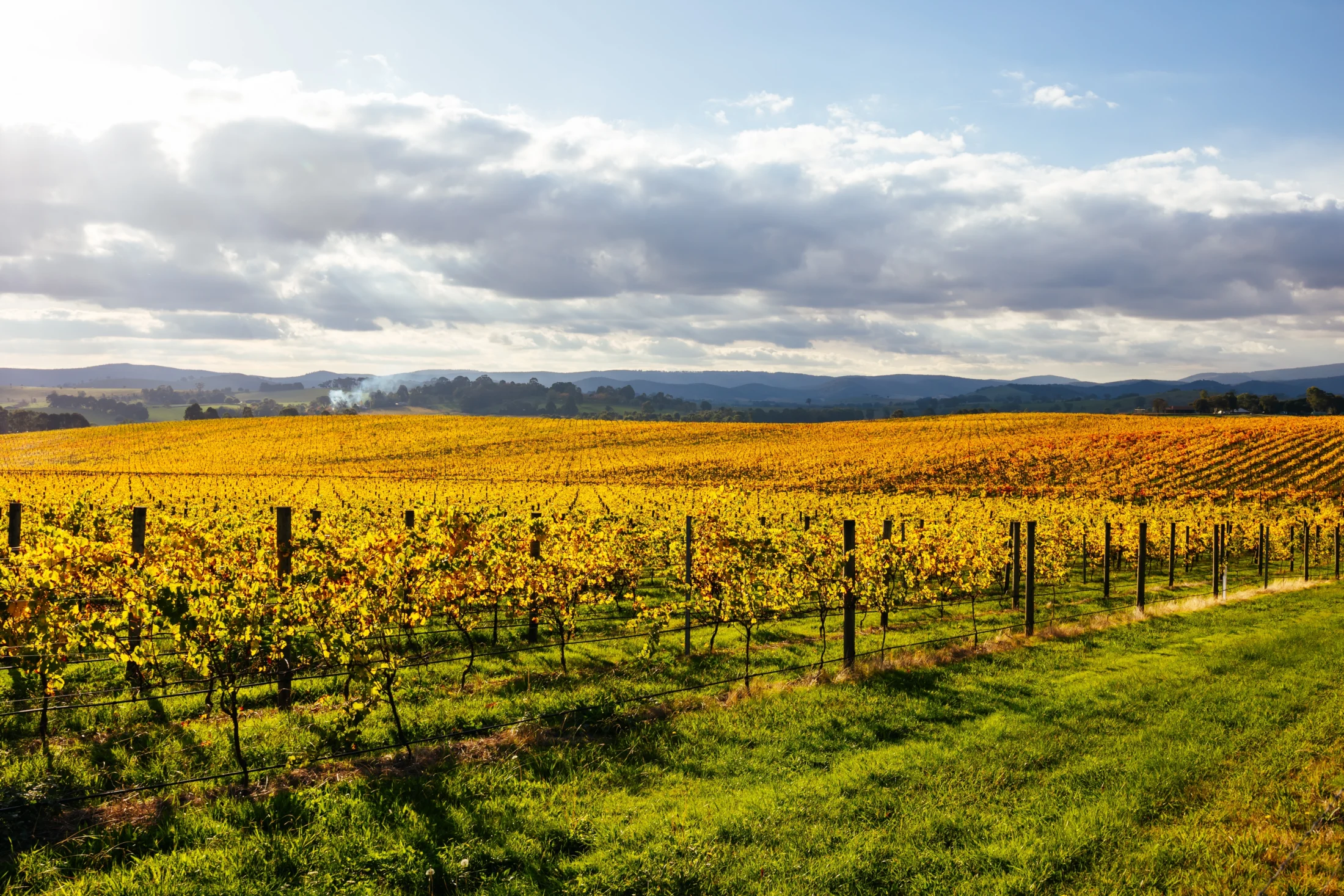 vineyards against blue mountains; Australia's Best Wine Regions | Swoosh Finance