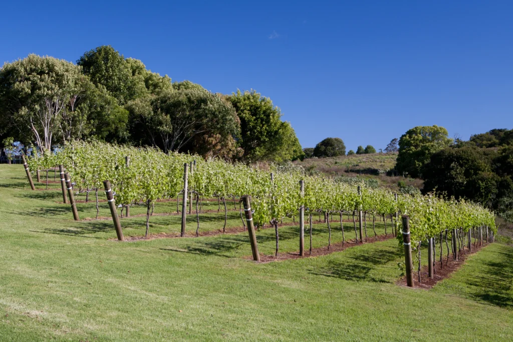 View of one of Australia's best wineries in the Granite Belt, Queensland