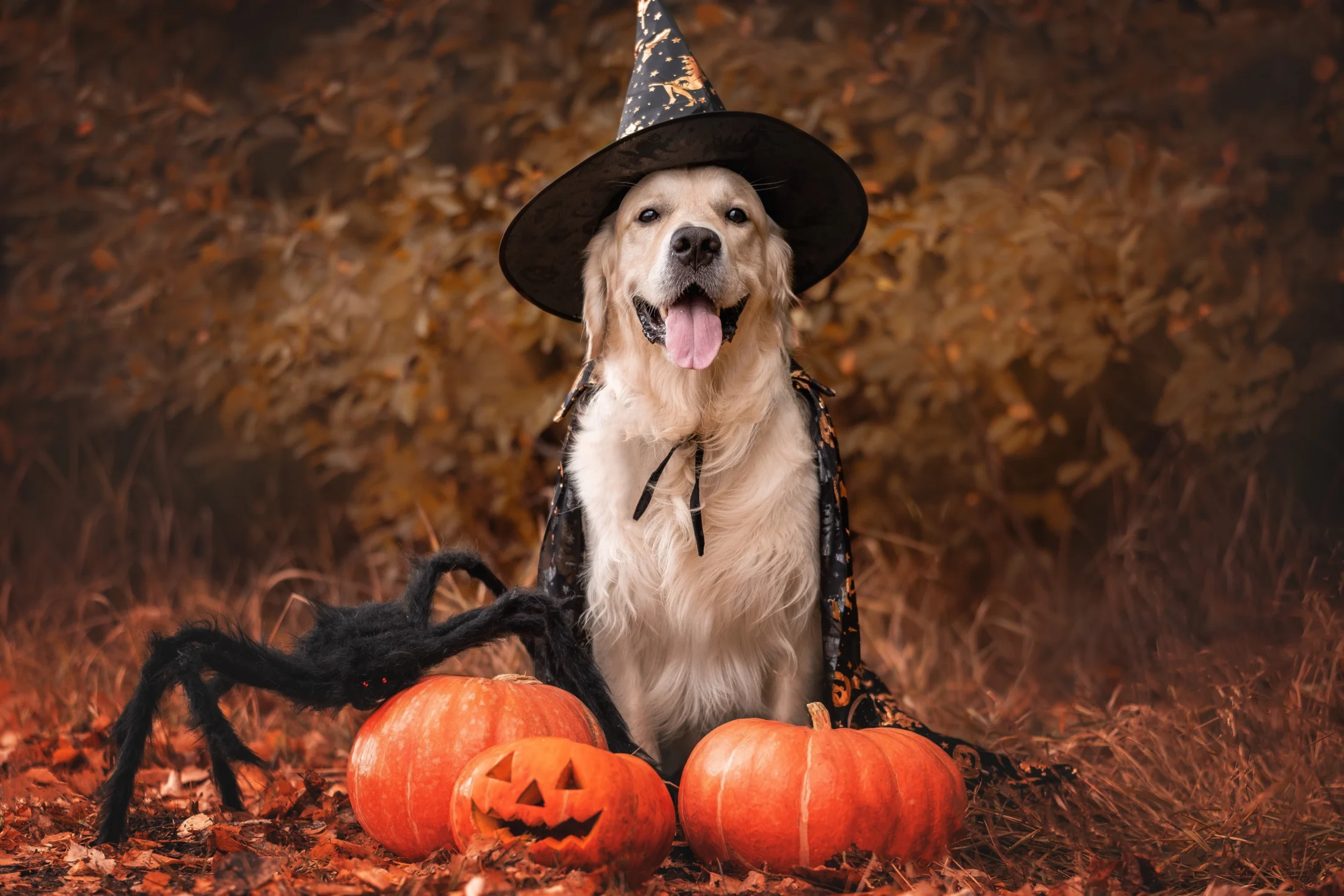 halloween in australia | Swoosh Finance